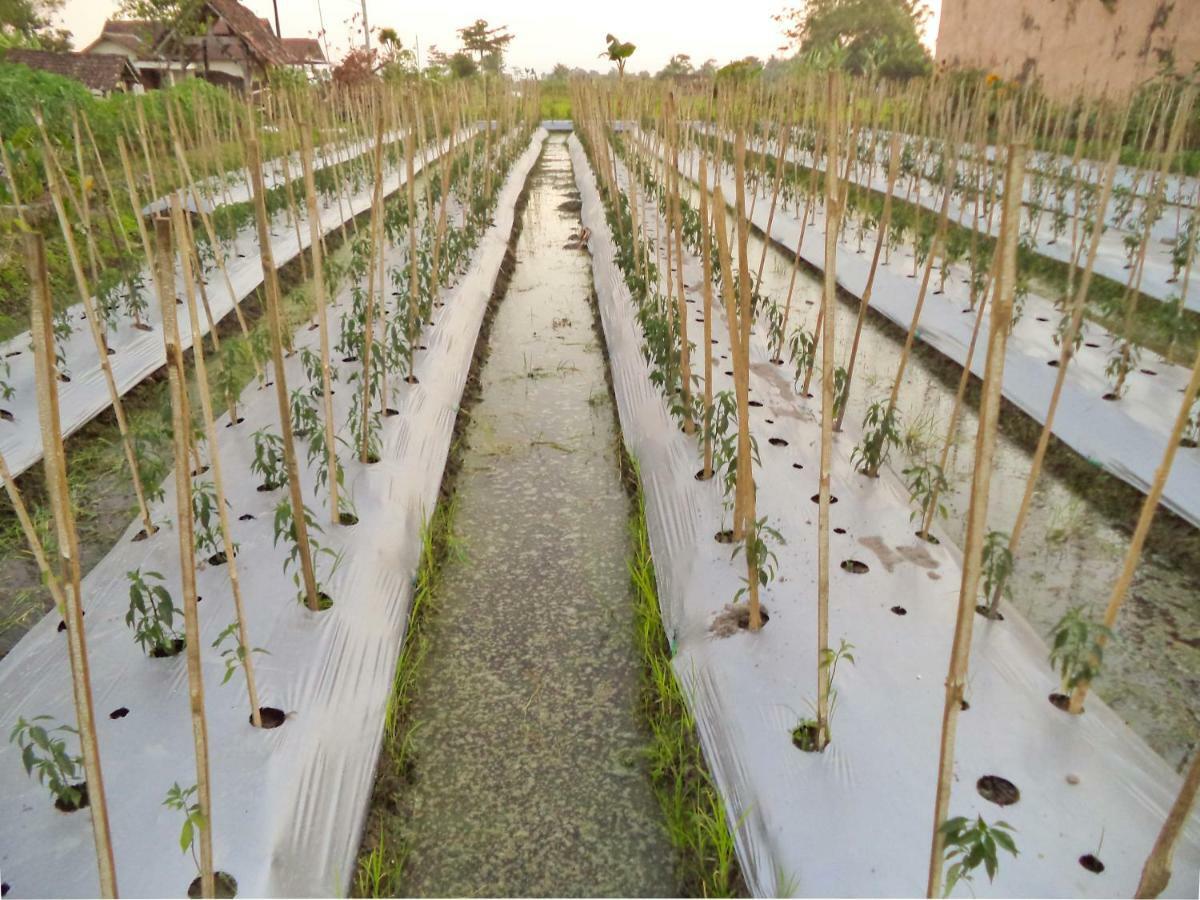Villa Joglo Yudhistira Sleman  Esterno foto